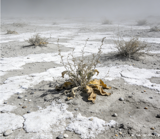 土壤盐分电导率测定仪